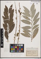 Foto von Salix caprea L. x Salix eleagnos Scop.